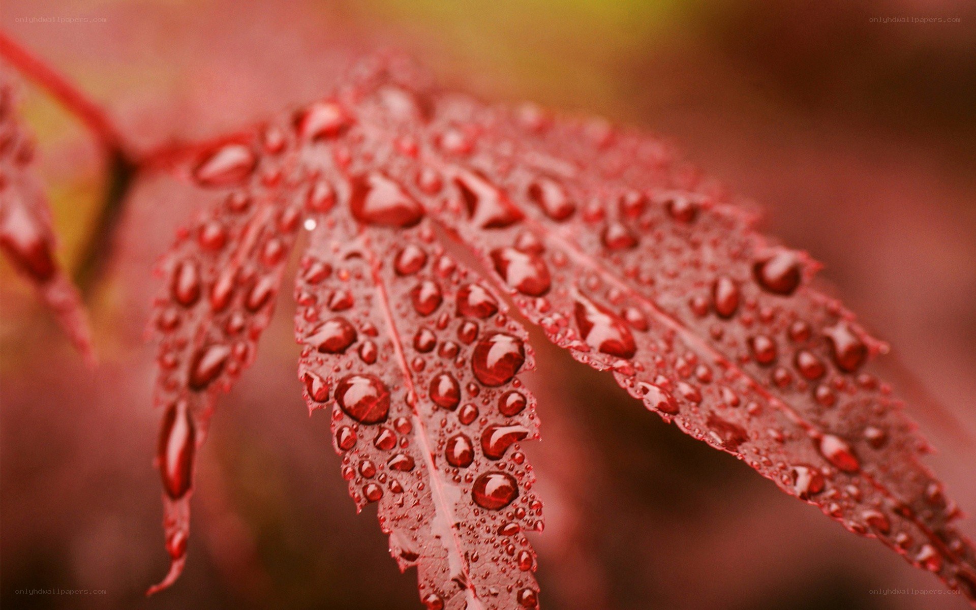 Red leaf with water droplets