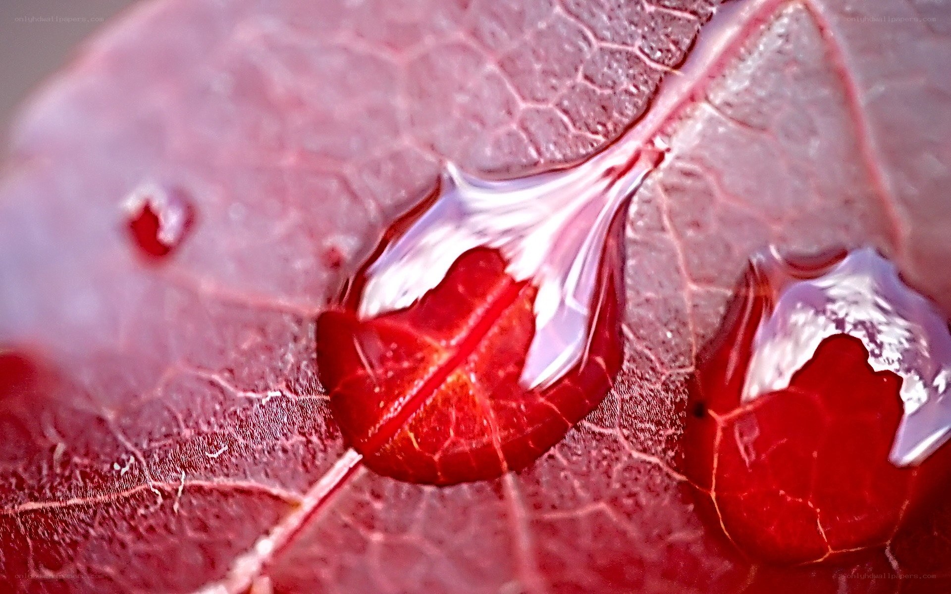 Red leaf with water droplets
