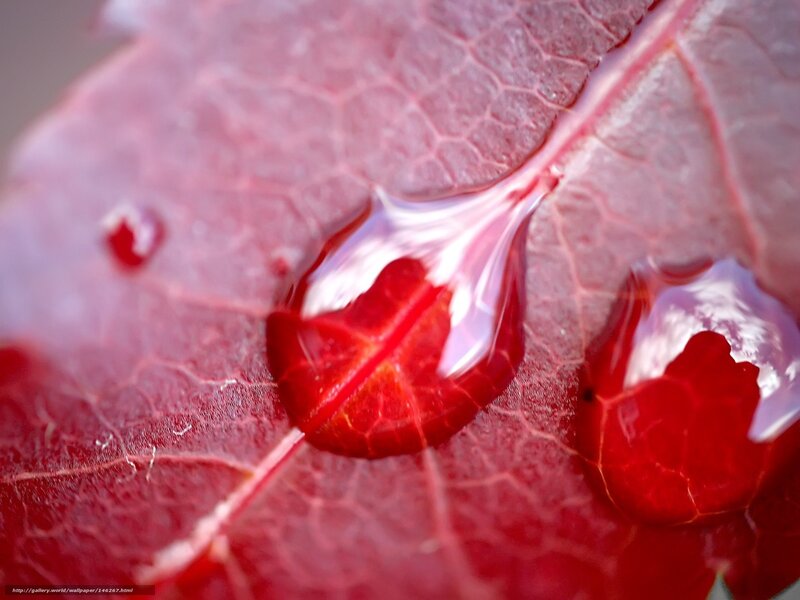Red leaf with water droplets