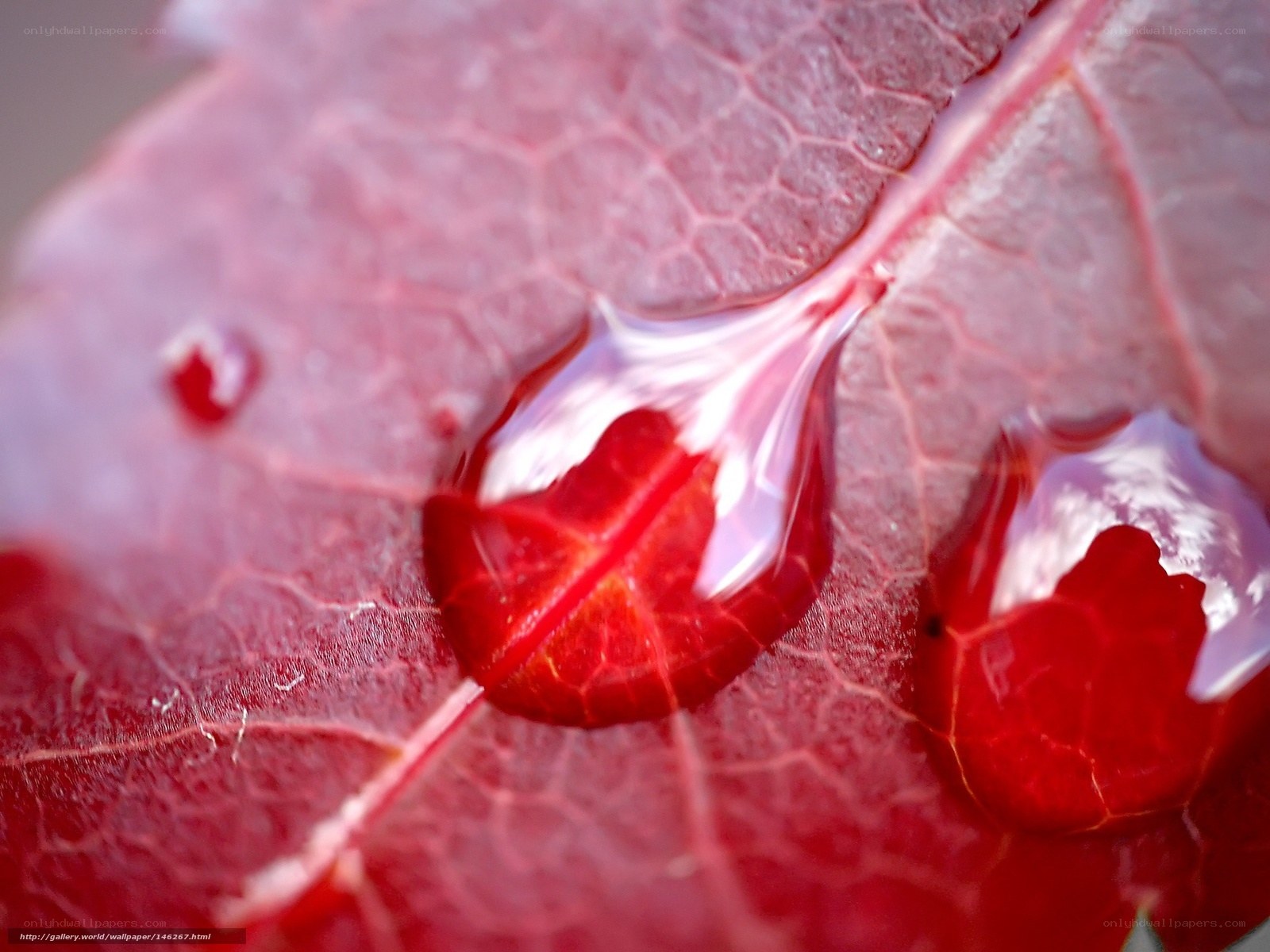 Red leaf with water droplets