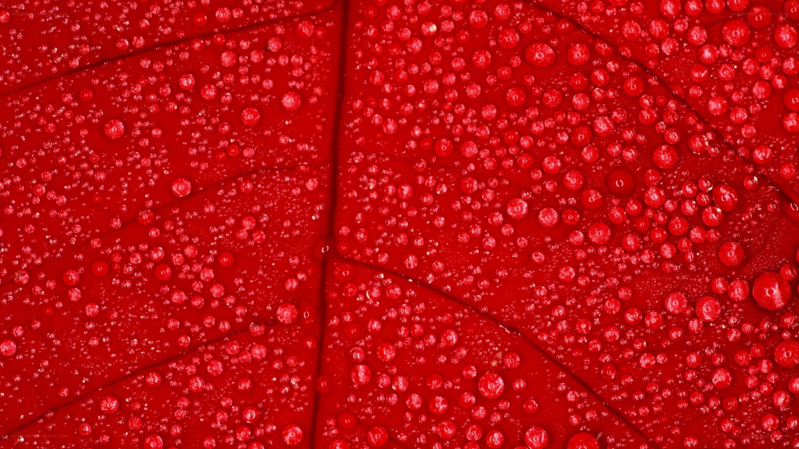 red leaf with water droplets