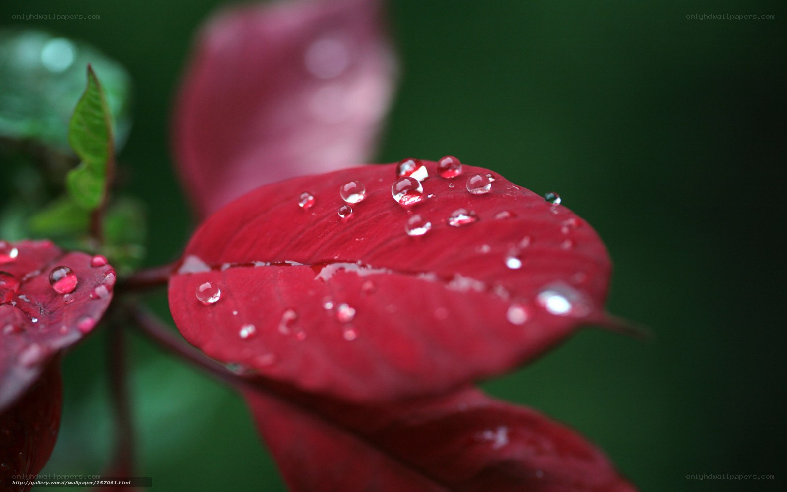 Red leaf with water droplets