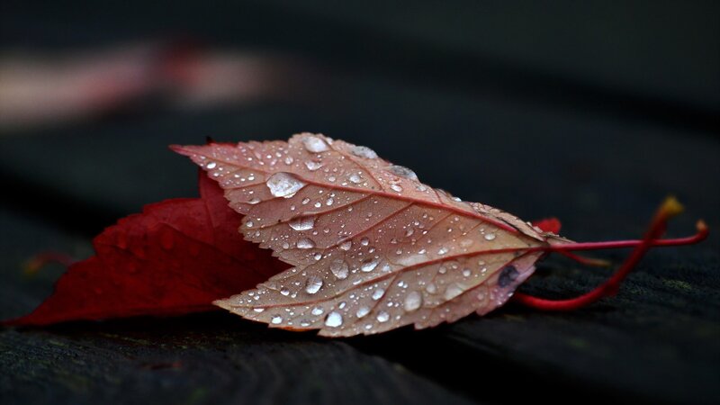 Red Leaf with Water Droplets — Calm, Autumn, Photograph