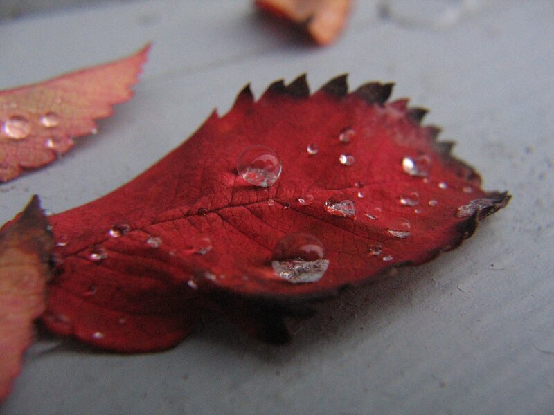 Red Leaf with Water Droplets — Calm, Autumn