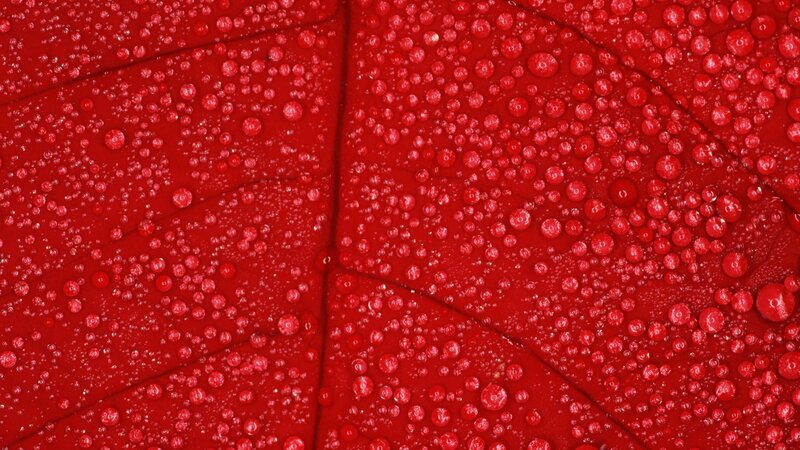 Red Leaf with Water Droplets — Calm, Photograph