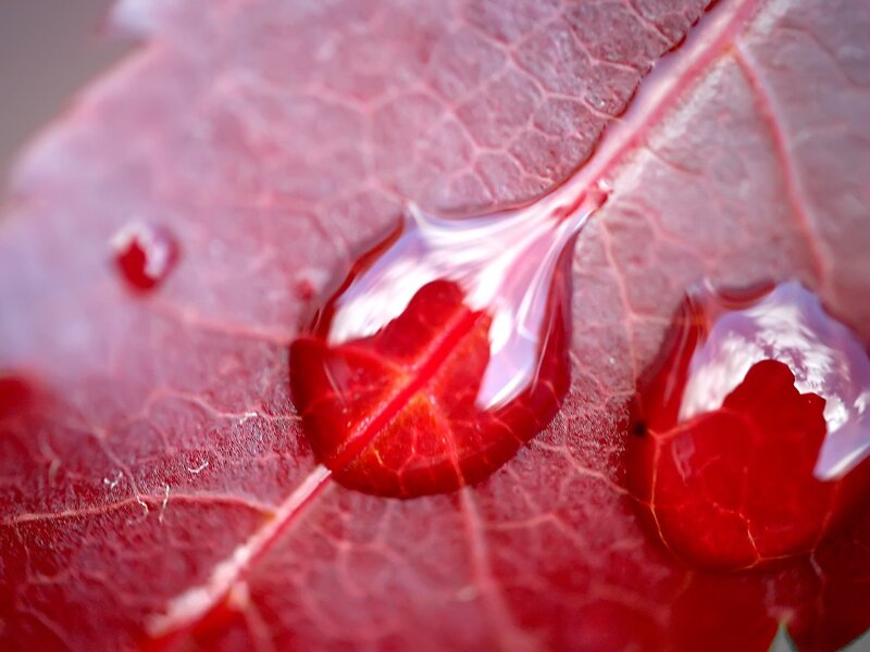 Red Leaf with Water Droplets — Calm, Photograph, Water Droplet, Leaf Vein, White