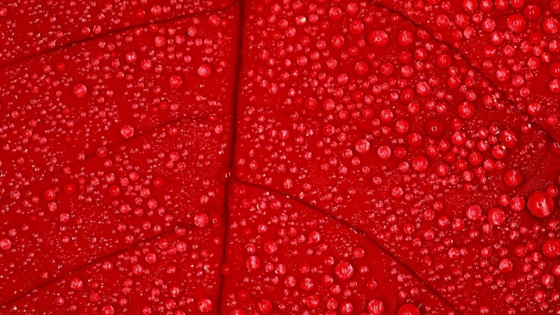 Red Leaf with Water Droplets — Calm, Photograph, Water Droplets, Leaf Veins