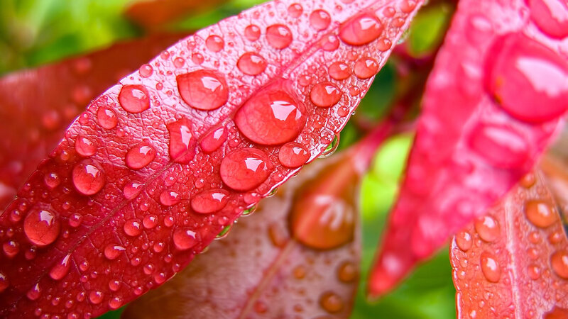 Red Leaf with Water Droplets — Calm