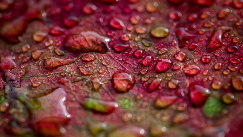 Red Leaf with Water Droplets — Damp