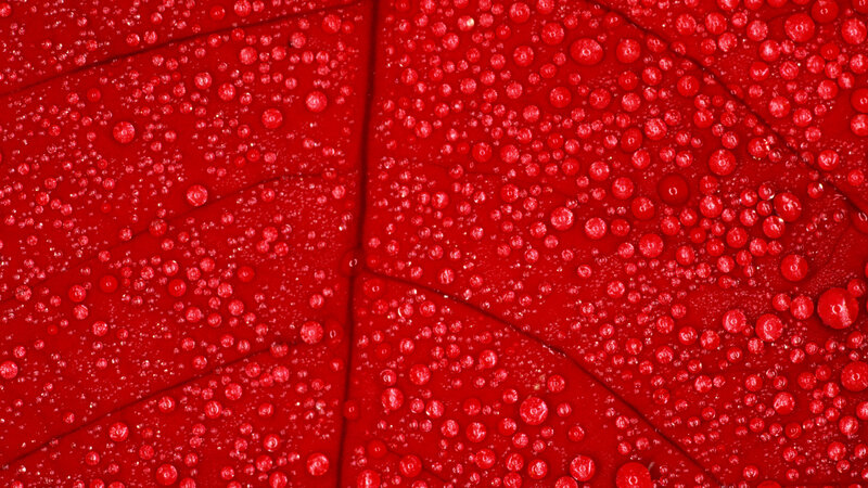 Red Leaf with Water Droplets — Detailed, Photograph