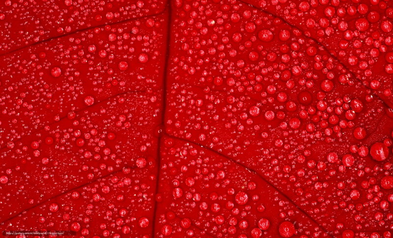 Red Leaf with Water Droplets — Detailed