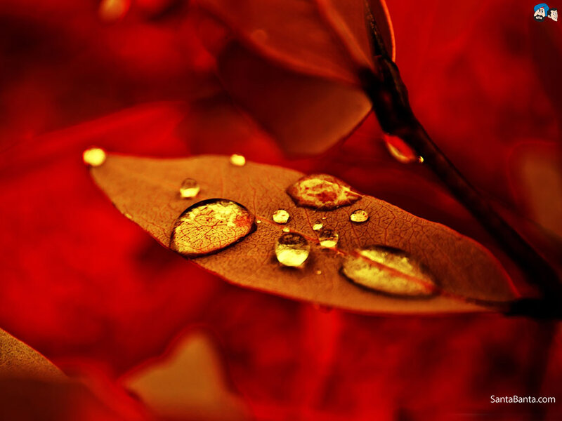 Red Leaf with Water Droplets — Dramatic, Photograph
