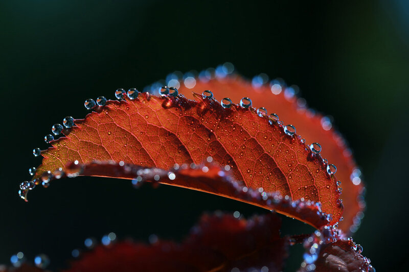 Red Leaf with Water Droplets — Dramatic, Photograph, Water Droplets