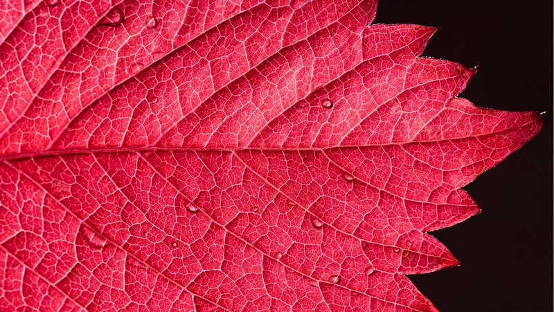 Red Leaf with Water Droplets — Dramatic, Photograph, Water Droplets, Veins
