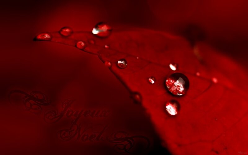 Red Leaf with Water Droplets — Dramatic