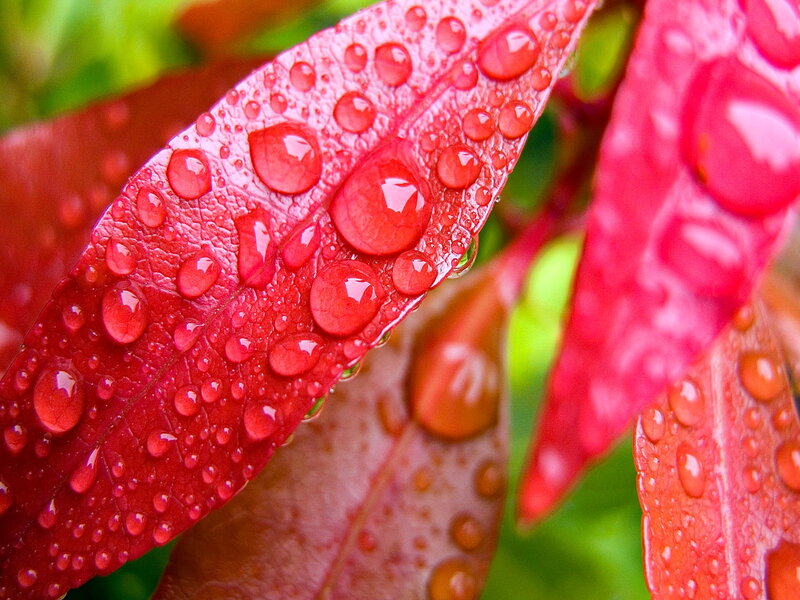 Red Leaf with Water Droplets — Fresh