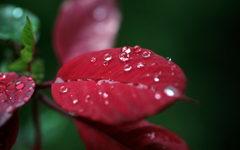 Red Leaf with Water Droplets — Green Leaves