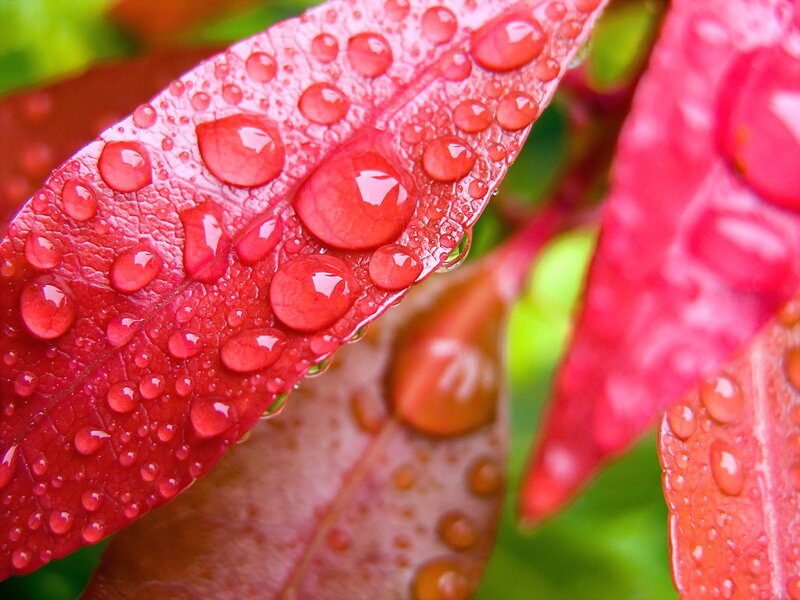 Red Leaf with Water Droplets — Green