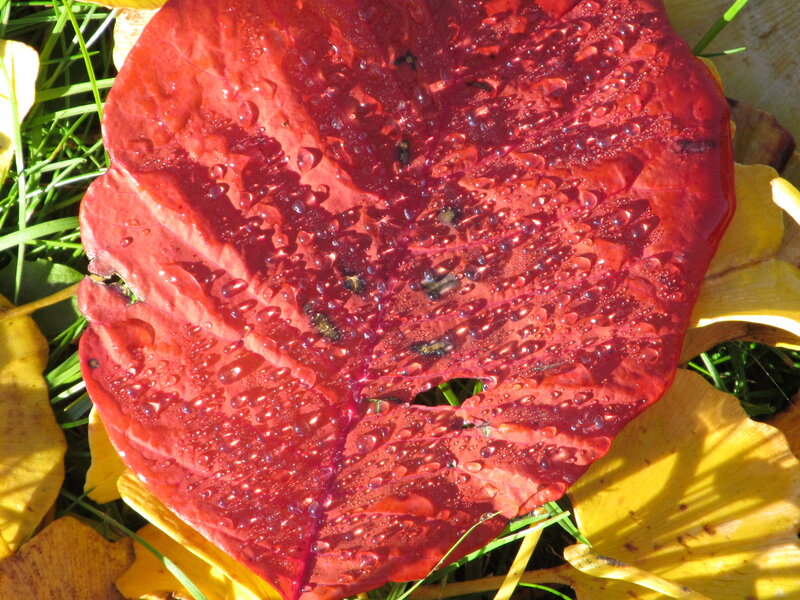 Red Leaf with Water Droplets — Natural