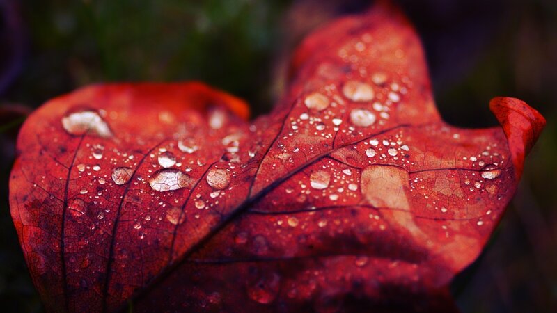 Red Leaf with Water Droplets — Serene, Autumn, Photograph