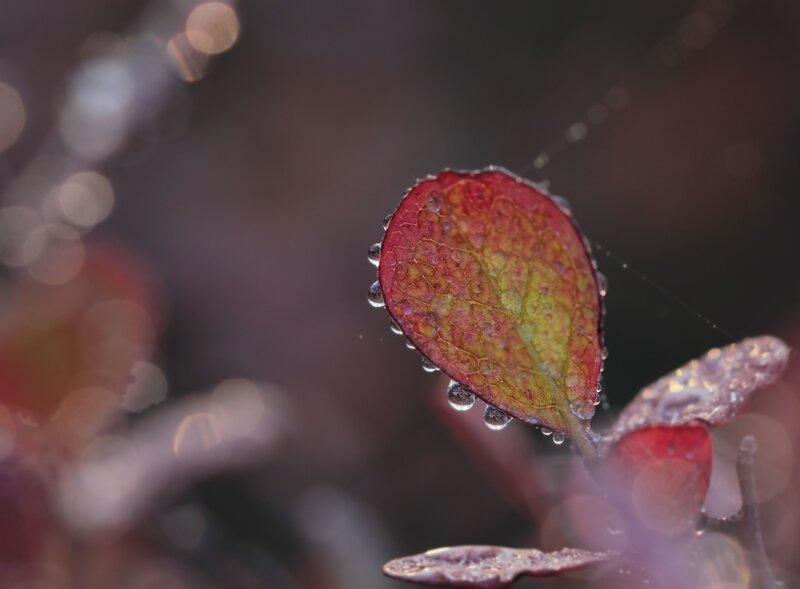 Red Leaf with Water Droplets — Serene, Autumn