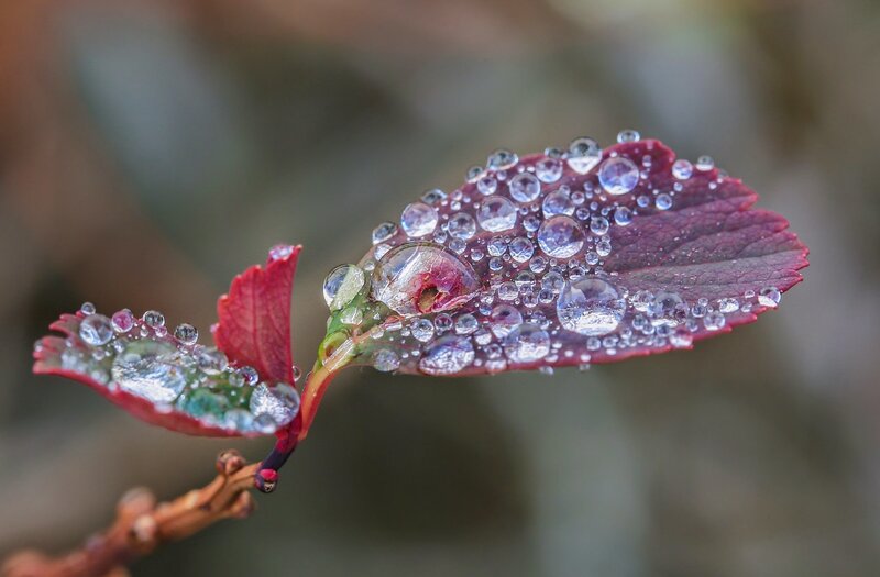 Red Leaf with Water Droplets — Serene, Morning