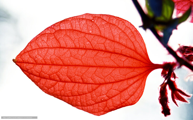 Red Leaf with Water Droplets — Serene, Photograph, Stem, Buds