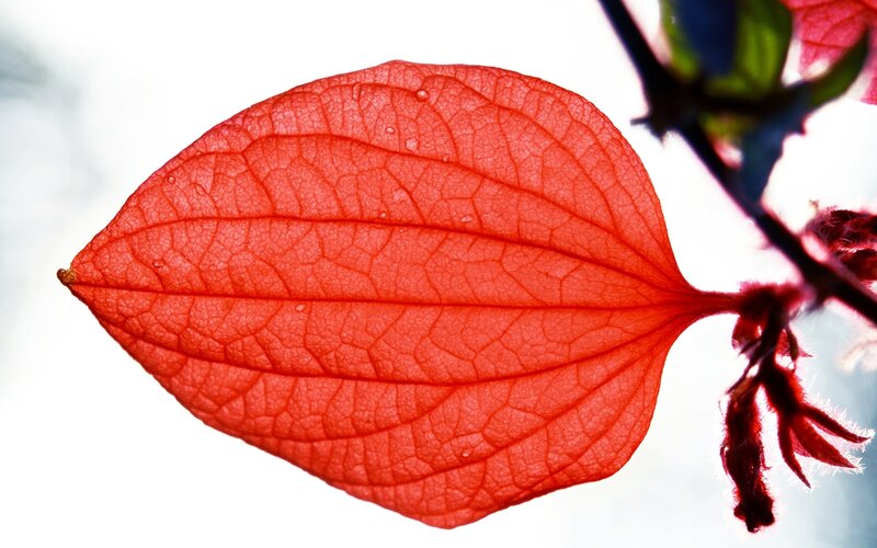 Red Leaf with Water Droplets — Serene, Photograph, Stem
