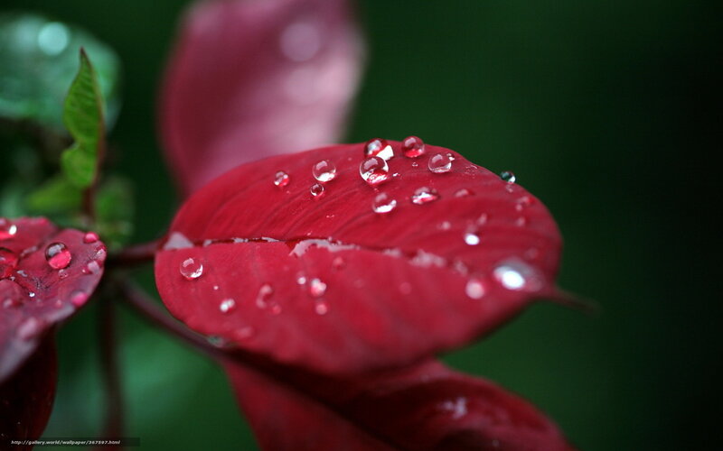 Red Leaf with Water Droplets — Serene, Photograph, Water Droplets, Green Background