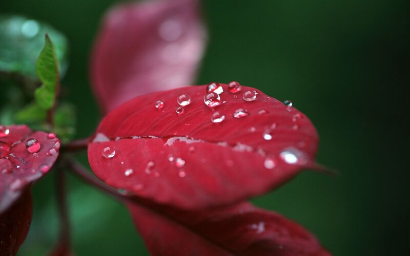 Red Leaf with Water Droplets — Serene