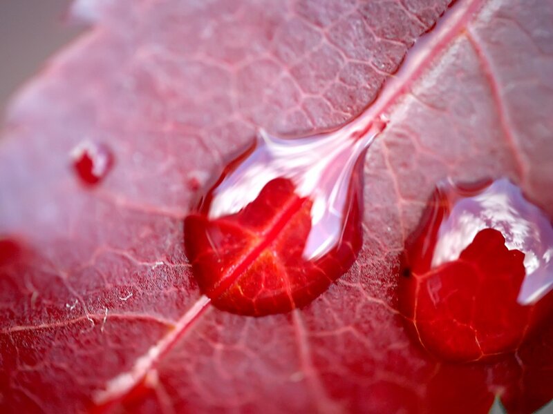 Red Leaf with Water Droplets — Water Droplet