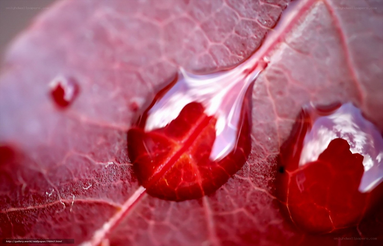 Red leaf with water droplets