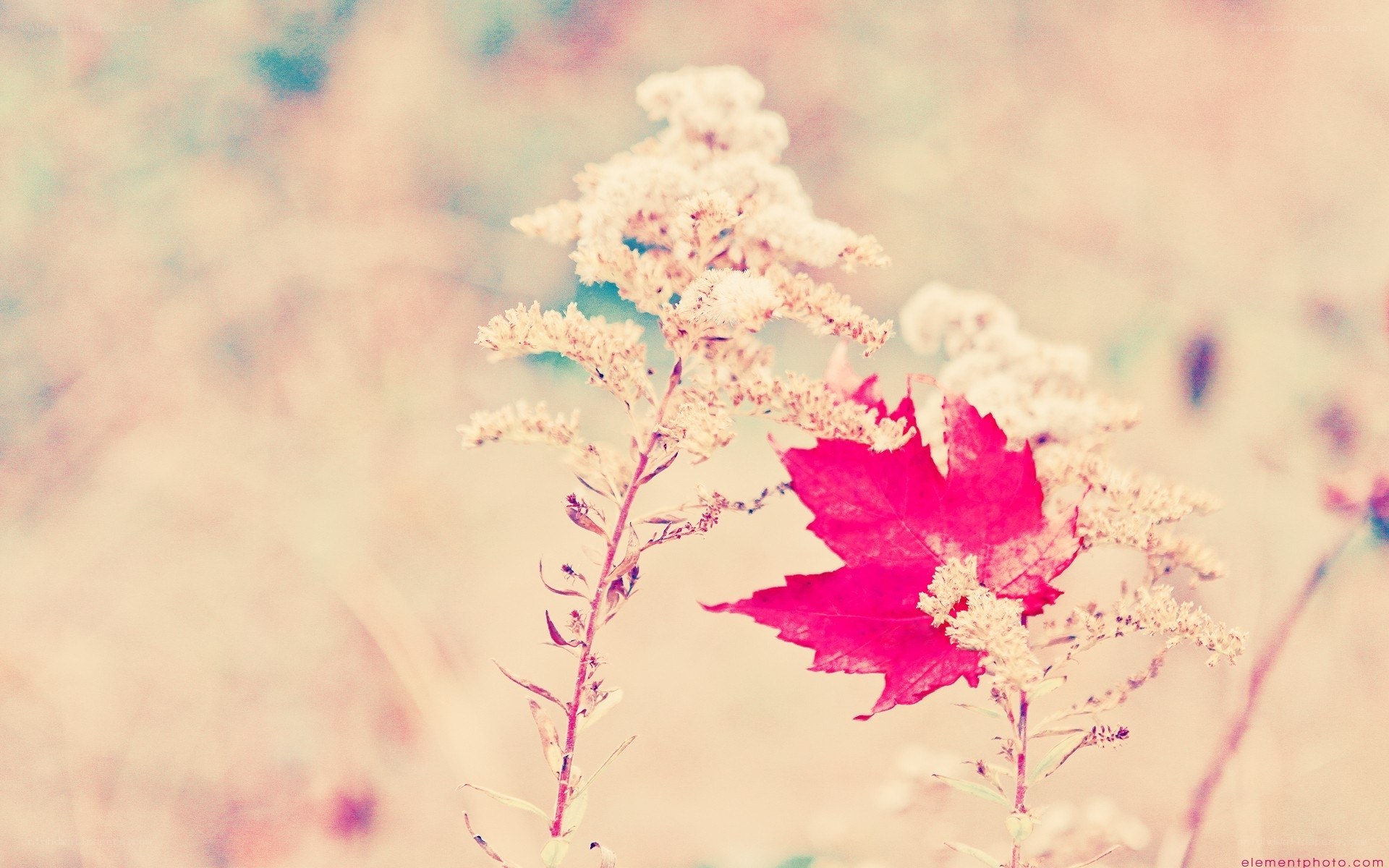 red leaf with white flowers