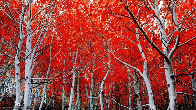Red-leafed aspen forest