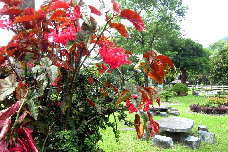 Red-leafed Begonia Plant