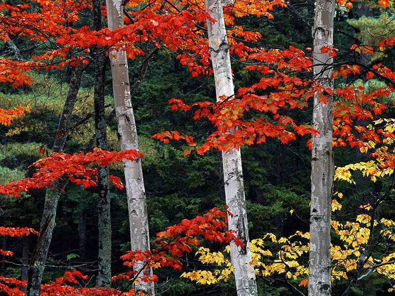 Red-leafed Birch Trees