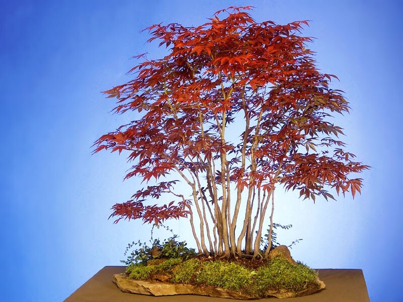 Red-leafed bonsai tree