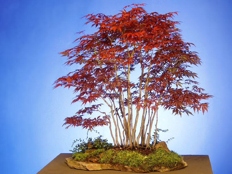 Red-leafed bonsai tree