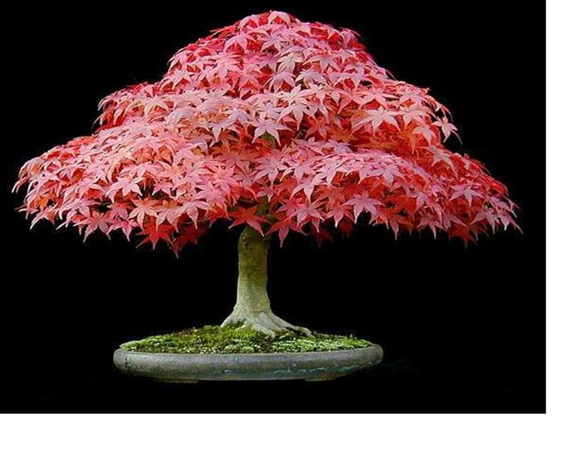 Red-leafed Bonsai Tree — Red