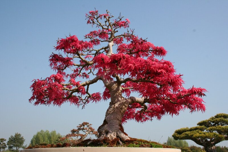 Red-leafed bonsai tree
