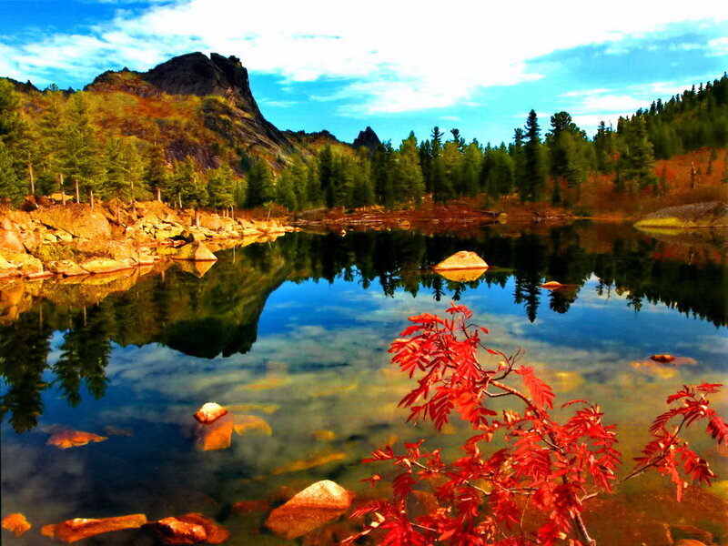 Red-leafed Branch in Lake