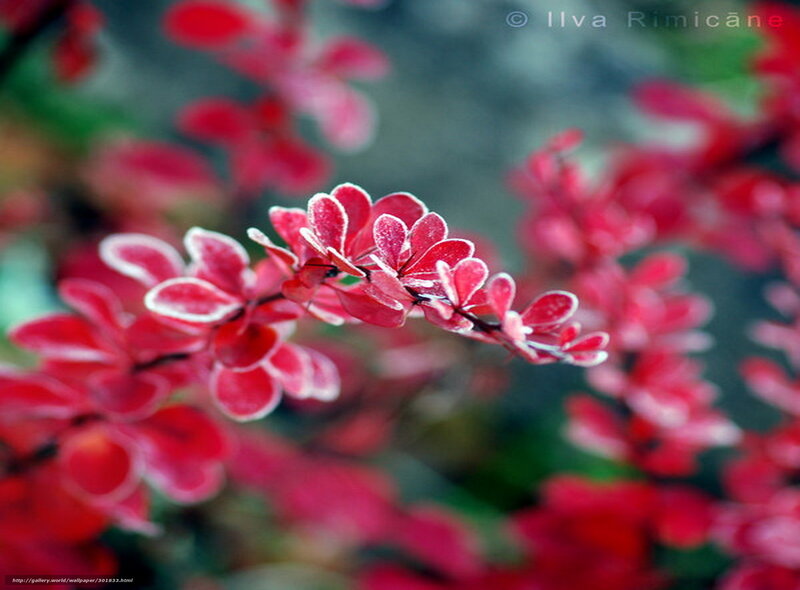 Red-leafed Branch — Red, Calm