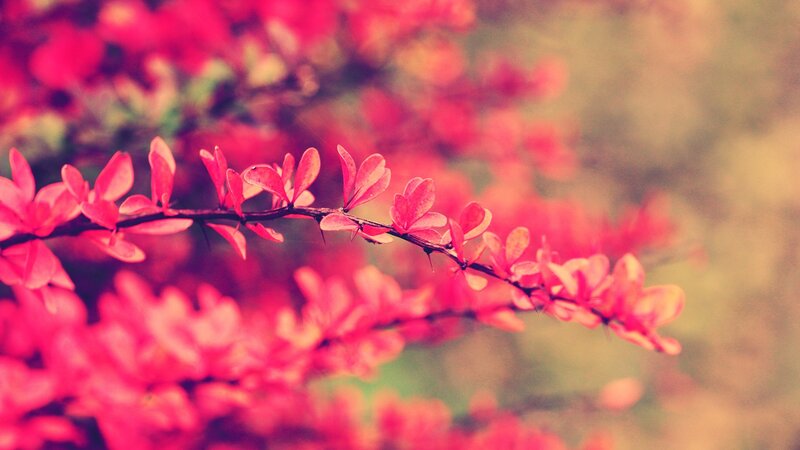 Red-leafed Branch — Red, Serene