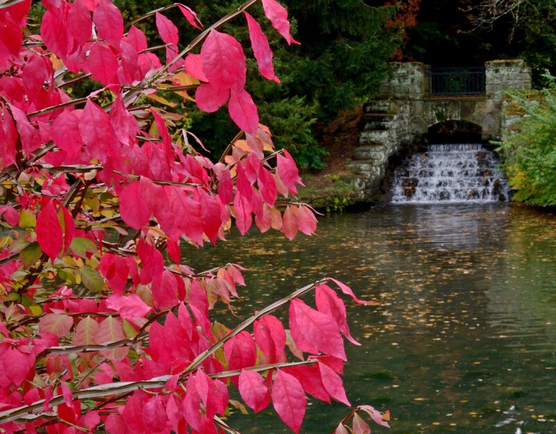 Red-leafed Branch — Red
