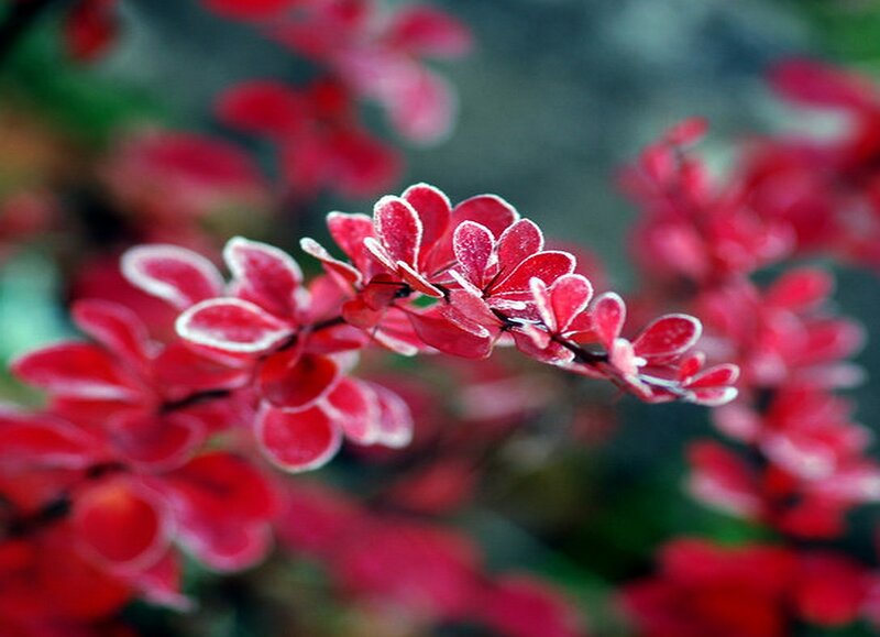 Red-leafed Branch