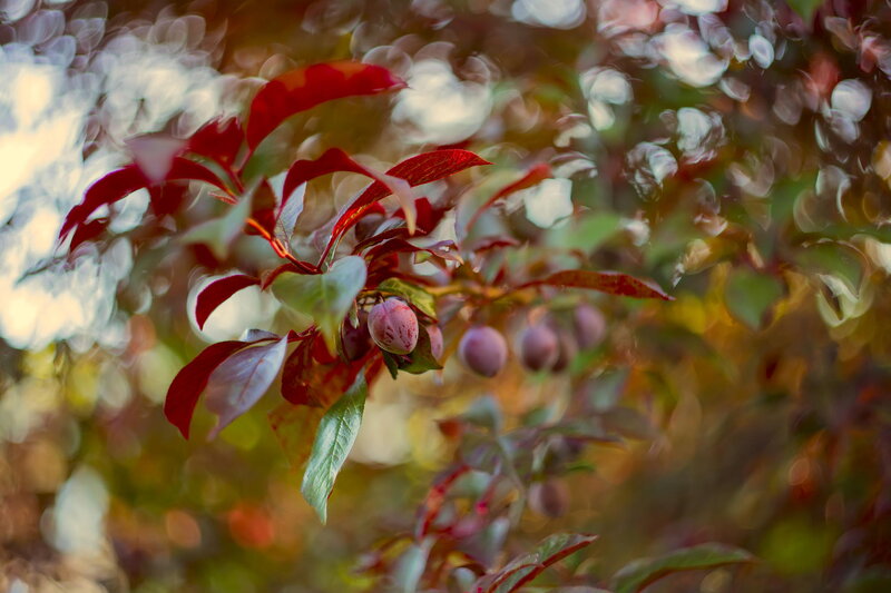 Red-leafed Branch with Fruit
