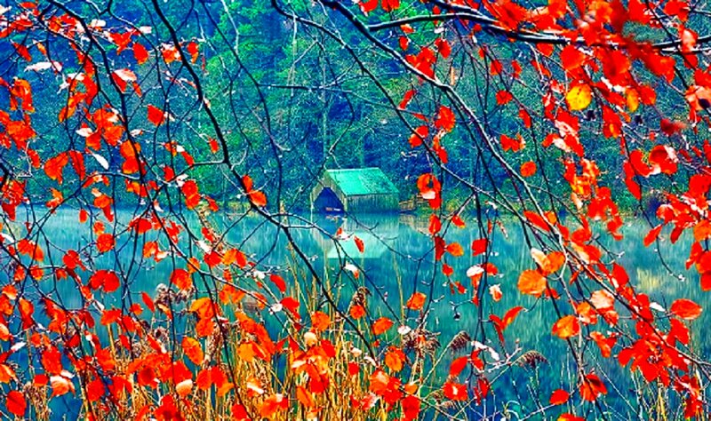 Red-leafed Branches over Lake