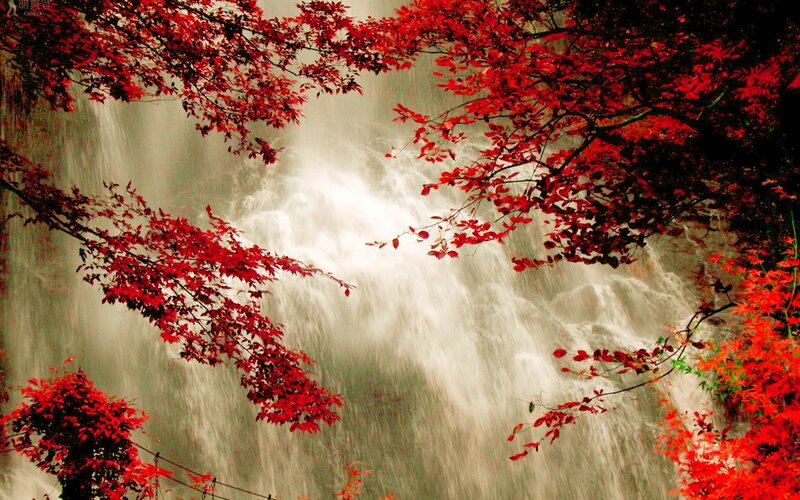 Red-leafed Branches over Waterfall