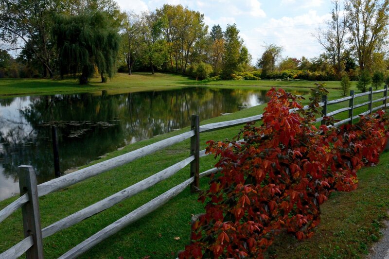 Red-leafed Bush by Pond