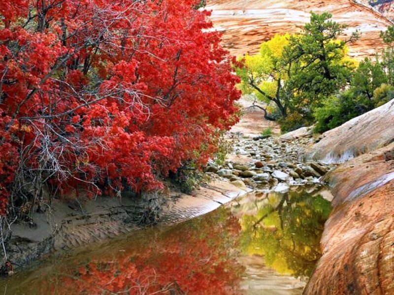 Red-leafed Bush by Stream